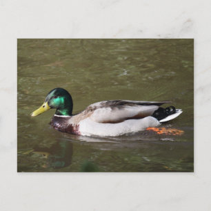 Mallard Duck Postcard