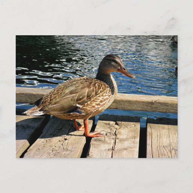 Mallard Duck Postcard (Front)