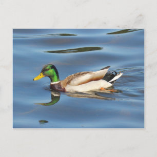 Mallard Duck Postcard