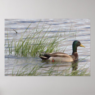 Mallard Duck Poster