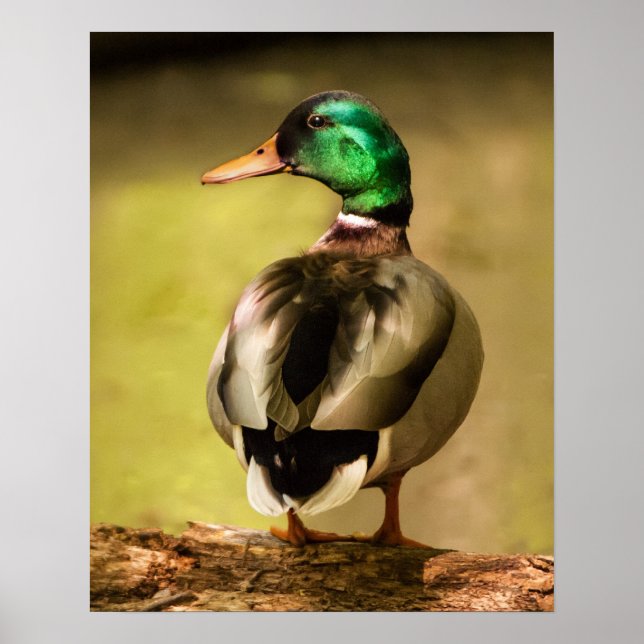 Mallard Duck Poster (Front)