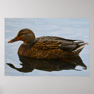 Mallard Duck Poster