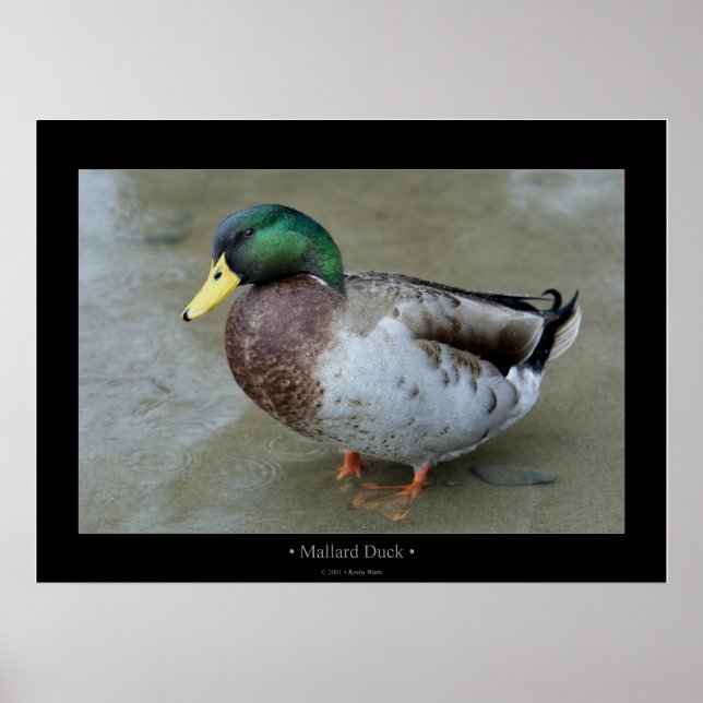 Mallard Duck Poster (Front)
