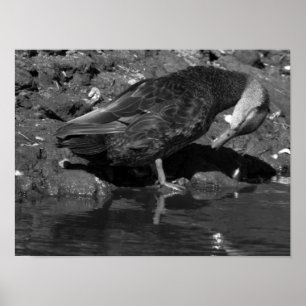Mallard Duck Poster