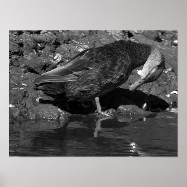 Mallard Duck Poster (Front)