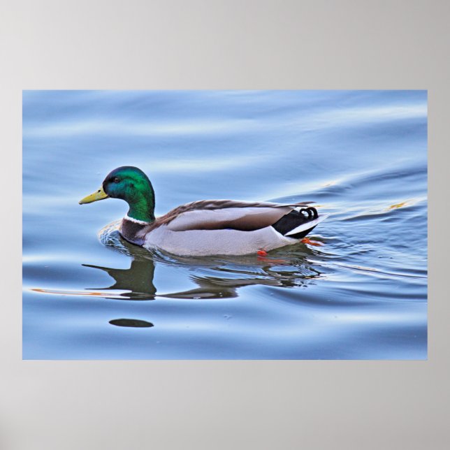 Mallard Duck Poster (Front)