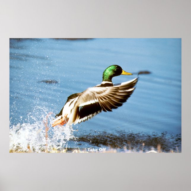 Mallard Duck Poster (Front)