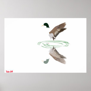 Mallard Duck Poster