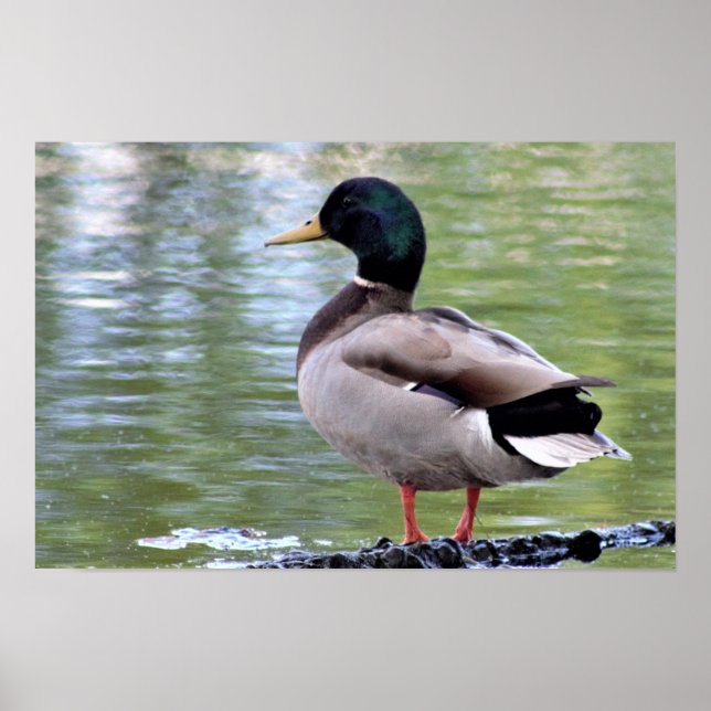 Mallard Duck Poster (Front)