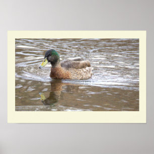 Mallard Duck Reflection Photo Poster