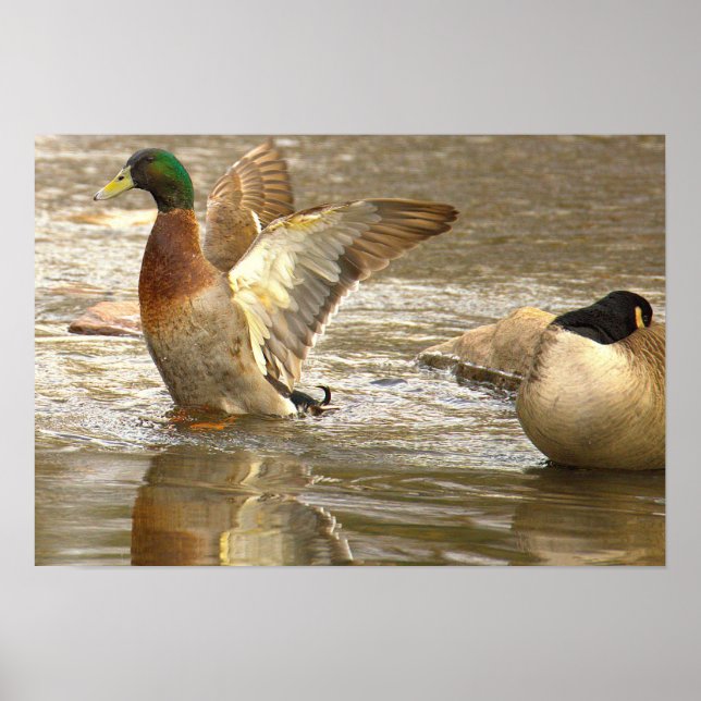 Mallard Duck Reflection Photo Poster (Front)
