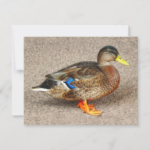 Mallard Duck. Roath Park Lake, Cardiff, Wales Card