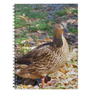 Mallard Duck Spiral Photo Notebook