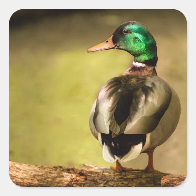 Mallard Duck Square Sticker (Front)