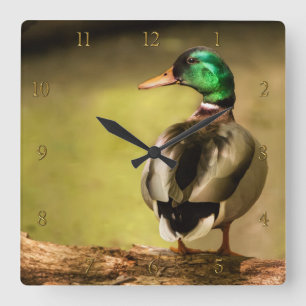 Mallard Duck Square Wall Clock
