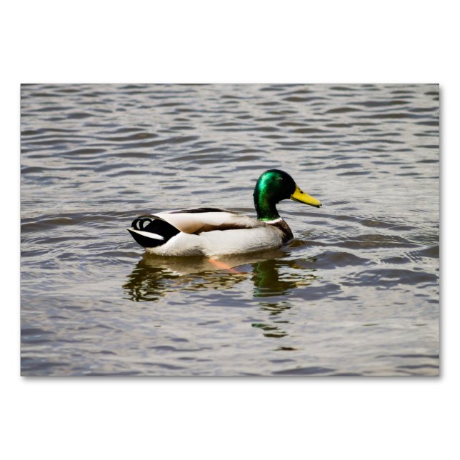 Mallard Duck Table Number (Front)