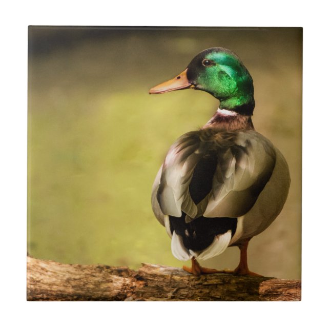 Mallard Duck Tile (Front)