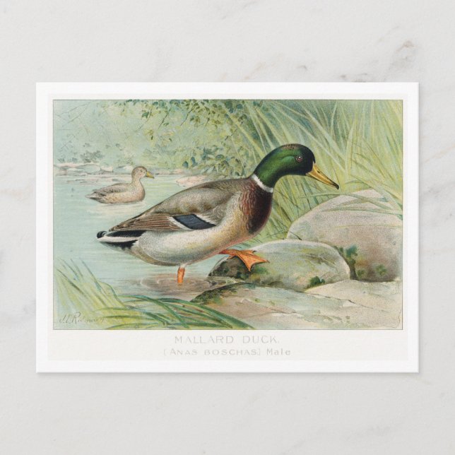 Mallard Duck Vintage Illustration Postcard (Front)