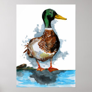 Mallard Duck Watercolor Poster