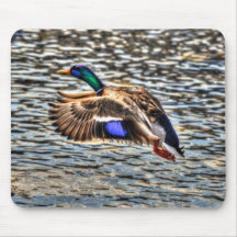 Mallard Duck Wildlife Photo for Bird-lovers
