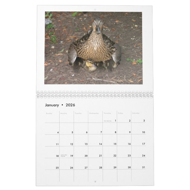 Mallard Duckings Calendar (Jan 2026)