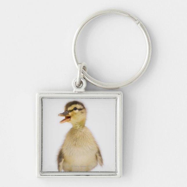 Mallard duckling (Anas platyrhynchos) Key Ring (Front)
