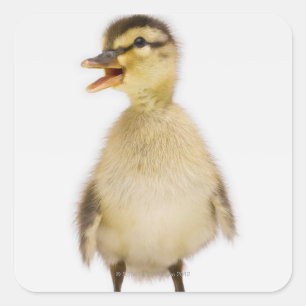 Mallard duckling (Anas platyrhynchos) Square Sticker