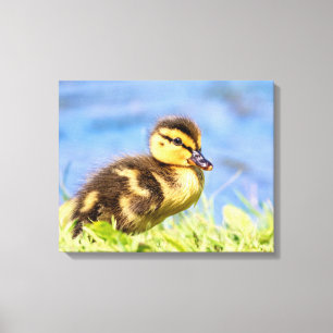 Mallard Duckling Canvas Print