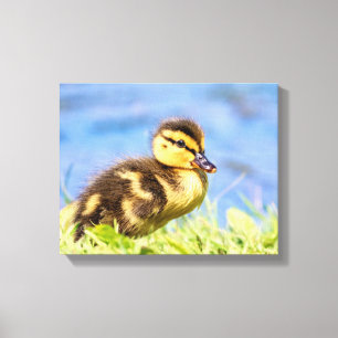 Mallard Duckling Canvas Print