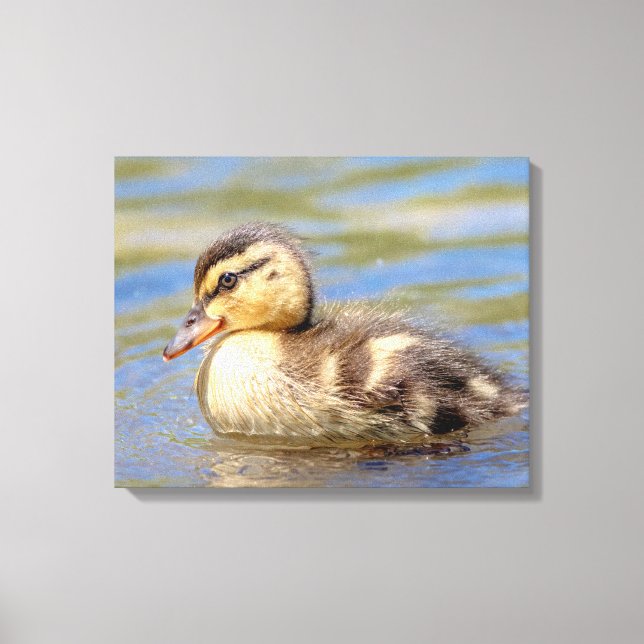 Mallard Duckling Canvas Print (Front)