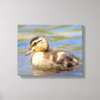 Mallard Duckling