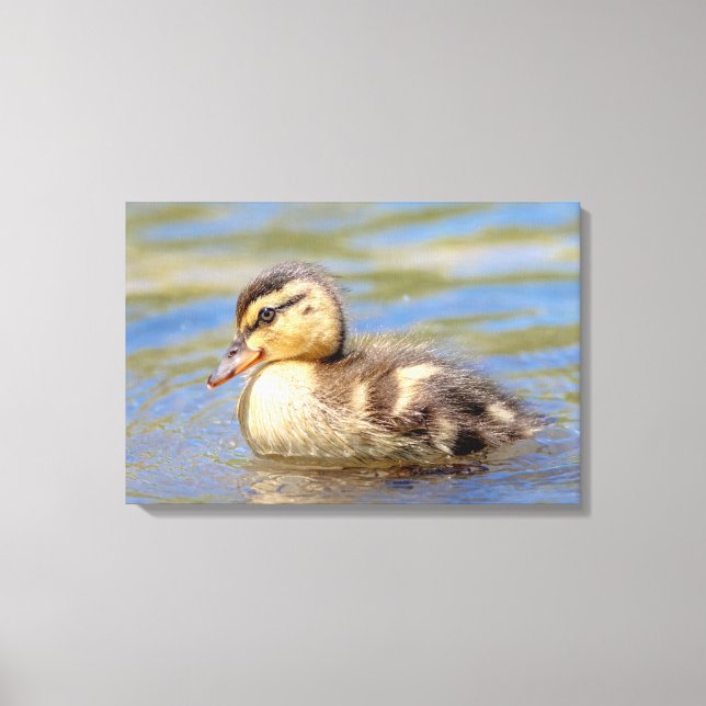 Mallard Duckling Canvas Print (Front)
