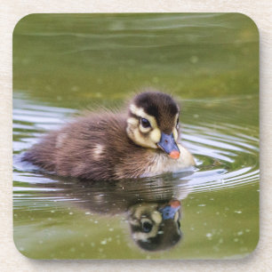 Mallard Duckling Coaster