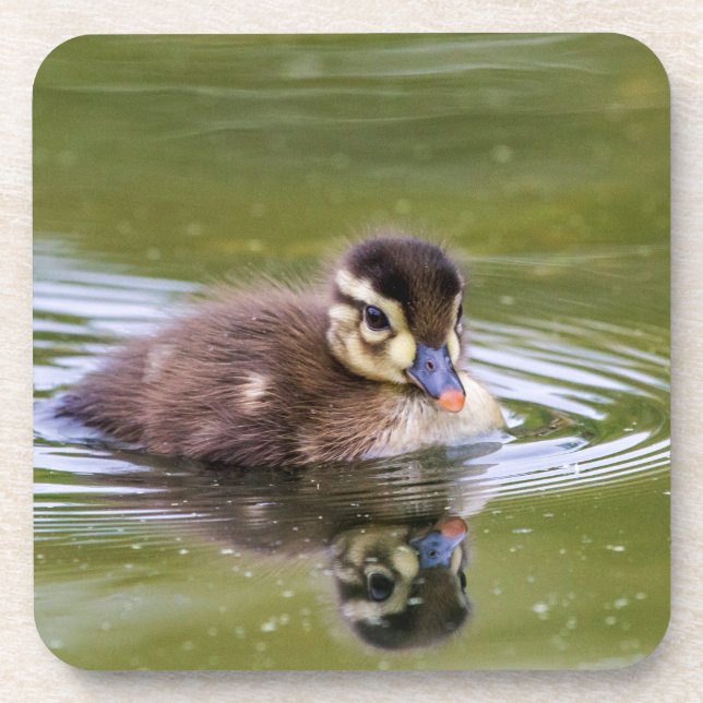 Mallard Duckling Coaster (Front)