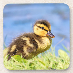 Mallard Duckling Coaster