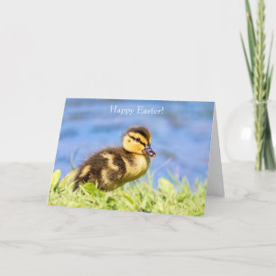 Mallard Duckling Holiday Card