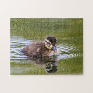 Mallard Duckling Jigsaw Puzzle