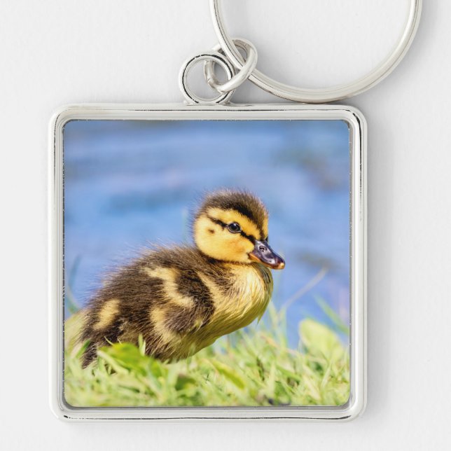 Mallard Duckling Key Ring (Front)