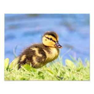 Mallard Duckling Photo Print