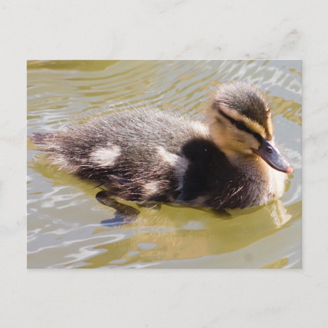 Mallard Duckling Postcard (Front)