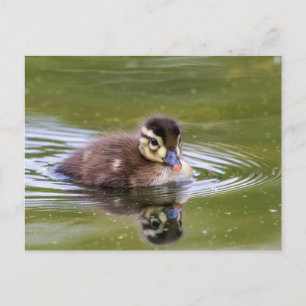 Mallard Duckling Postcard
