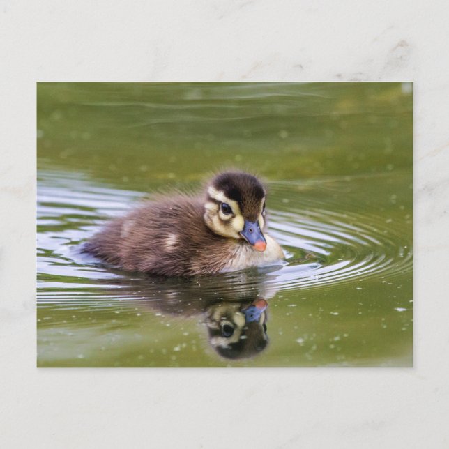 Mallard Duckling Postcard (Front)