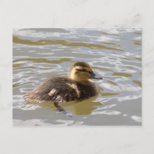 Mallard Duckling Postcard