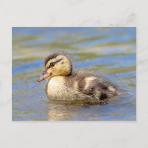 Mallard Duckling Postcard