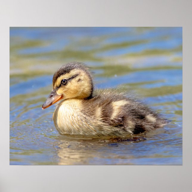 Mallard Duckling Poster (Front)