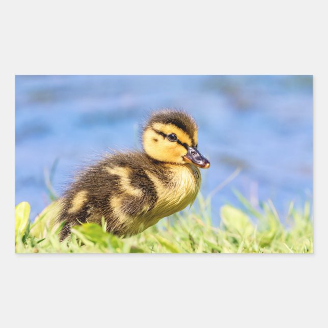 Mallard Duckling Rectangular Sticker (Front)