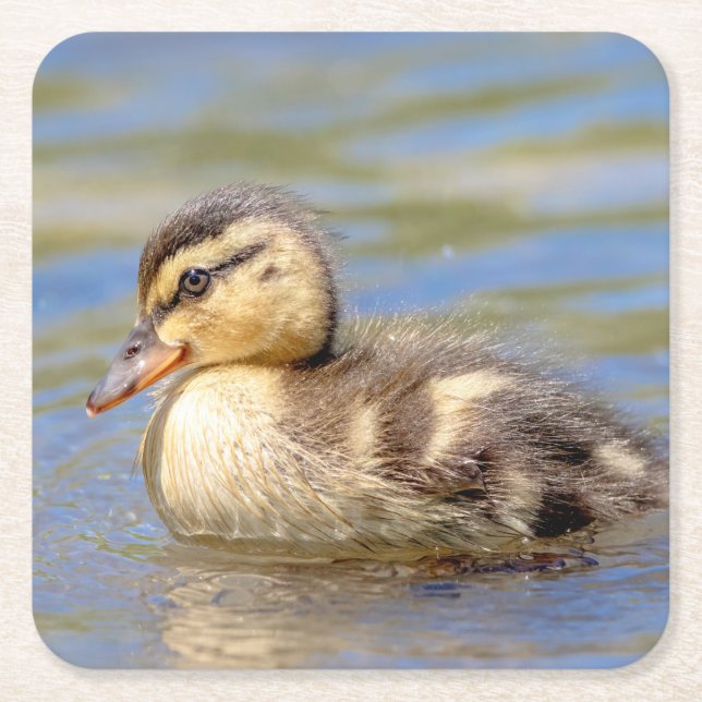 Mallard Duckling Square Paper Coaster (Front)