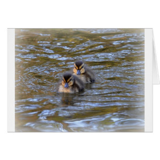 Mallard Ducklings