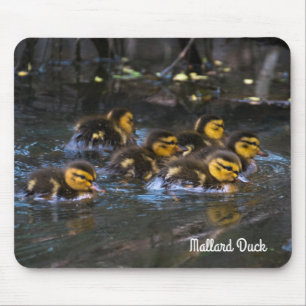 Mallard Ducklings Mouse Pad