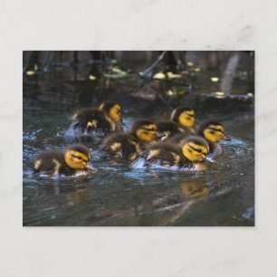 Mallard Ducklings Postcard